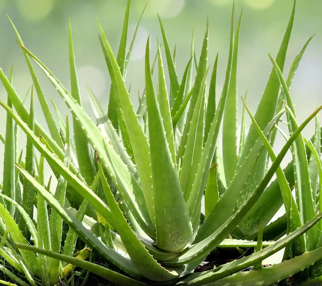 5 Signs Your Hair is Begging for a Break (and How Korkorction Can Help)