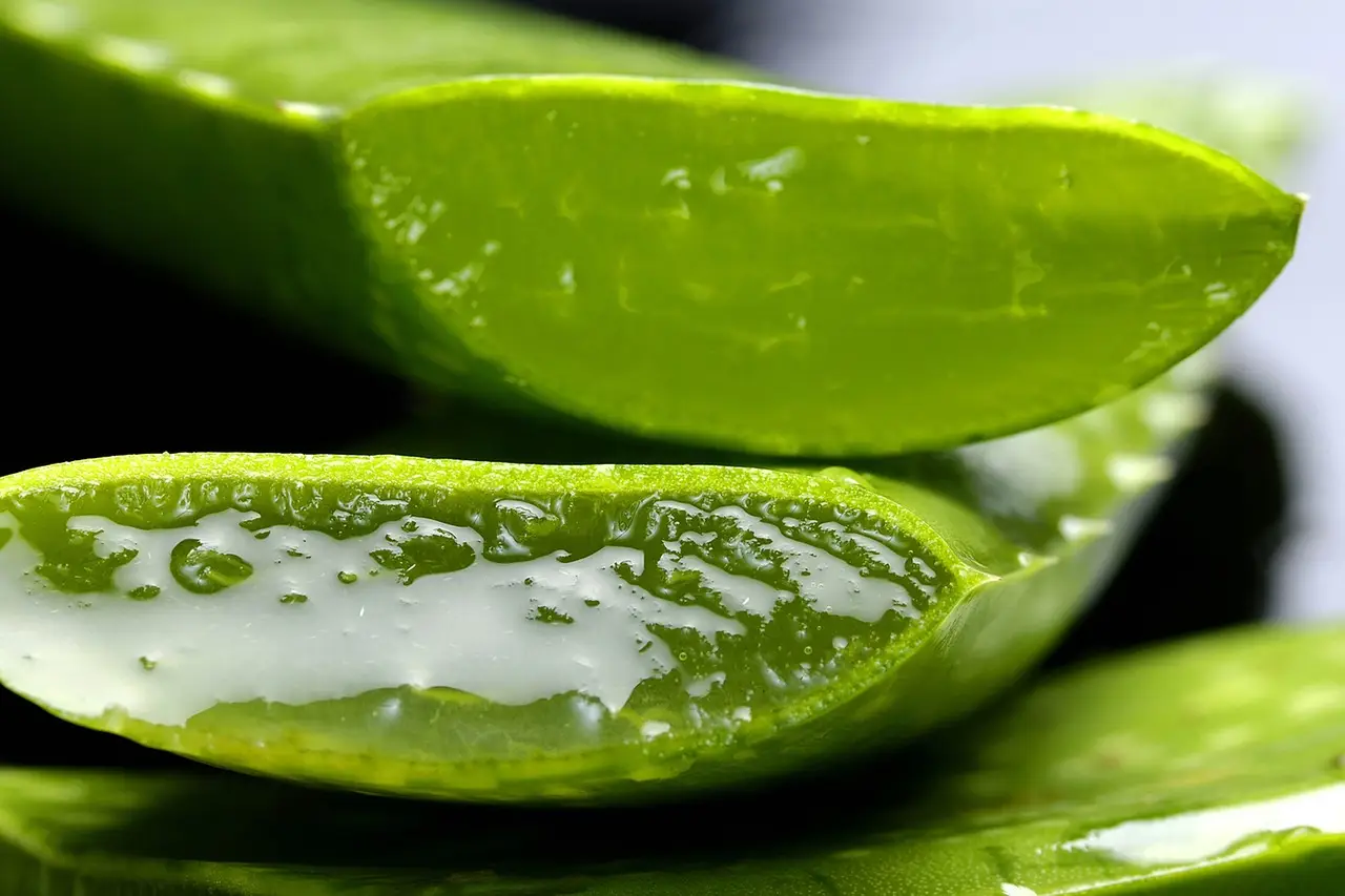 Aloe for Afro Hair: Nature’s Secret Weapon for Scalp & Strands